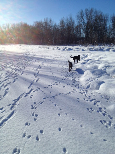 icewalk.jpg