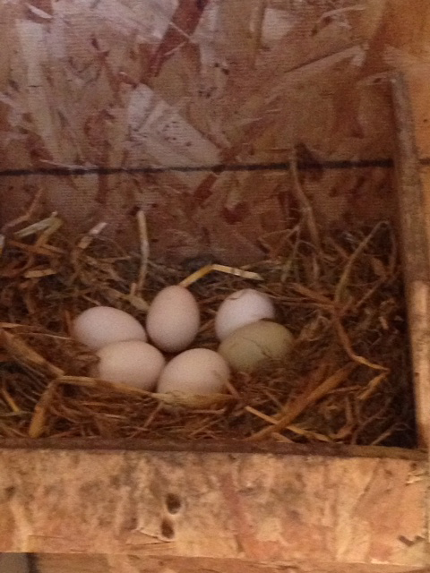 sixeggs.jpg