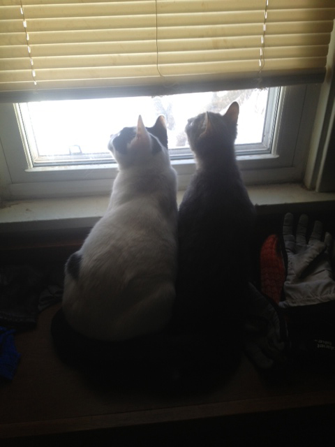 watchingFinches.jpg